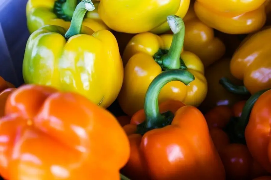 bell peppers low carb diet