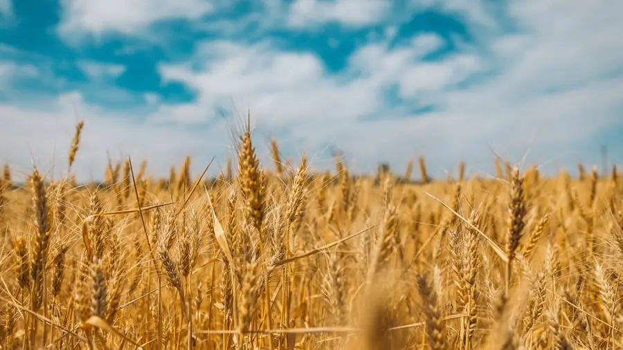 wheat vs rice vs oats carbs