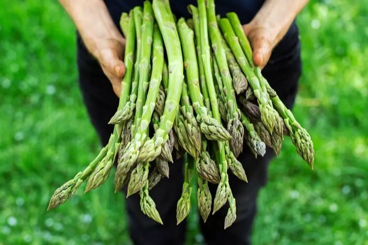 asparagus carbs