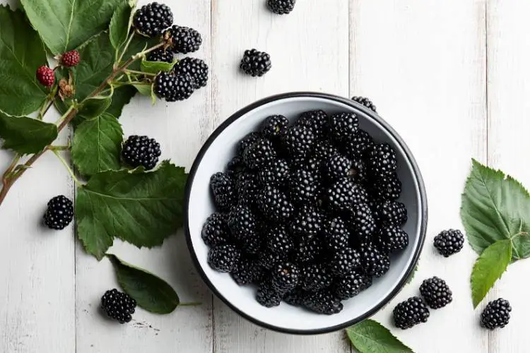 Are Blackberries Keto? Carbs and Calories in Blackberries