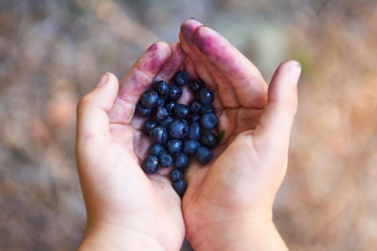 blueberries carbs