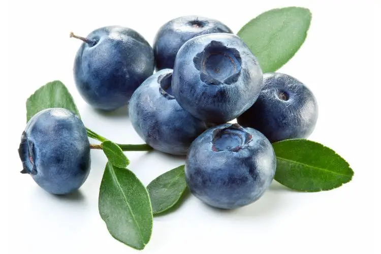blueberries keto