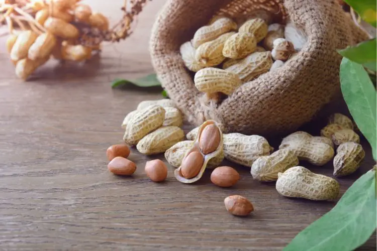 peanuts calories