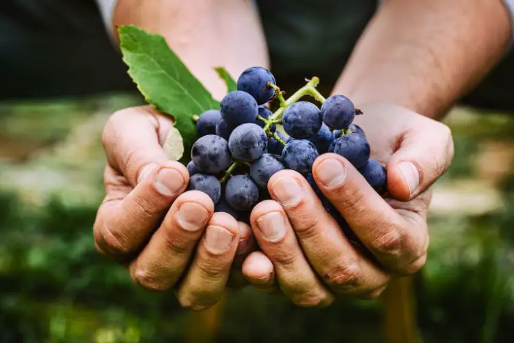 calories in grapes conclusion